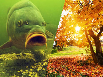 Pecanje Šarana Na Jesen 🎣🍁