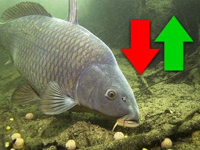 Opadanje i Porast Vode - Kako Utiče Na Šarana? 🌊