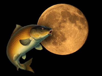 Kako Utiču Mesečeve Mene Na Pecanje Šarana? 🌒🌔🌕🌙