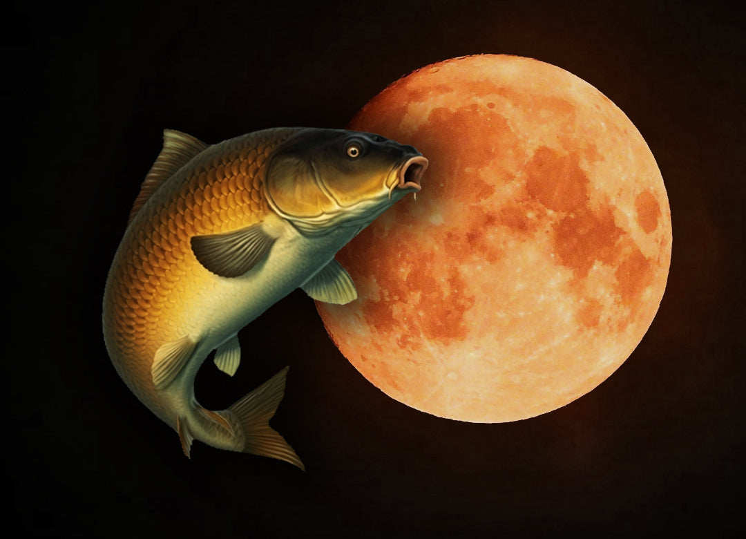 Kako utiču Mesečeve Mene na pecanje šarana? 🌒🌔🌕