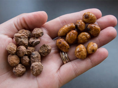 Pecanje Šarana Na Tigrov Orah (Tigernut) 🌰