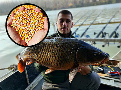 Pecanje Šarana Na Kukuruz