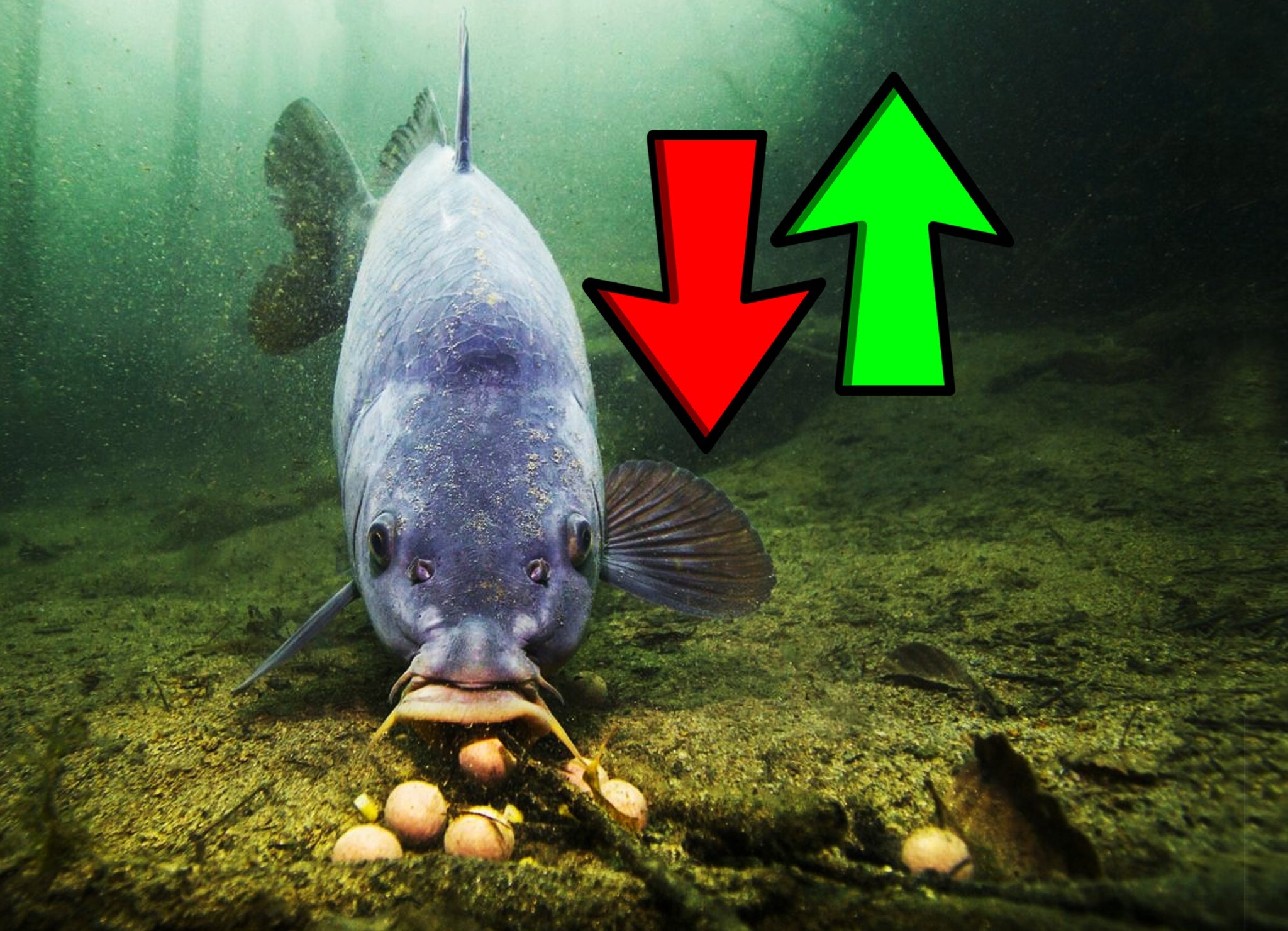 Opadanje i Porast Vode - Kako utiče na šarana? 🌊
